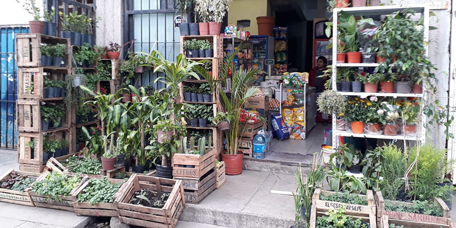 carbonilla vivero 900x450