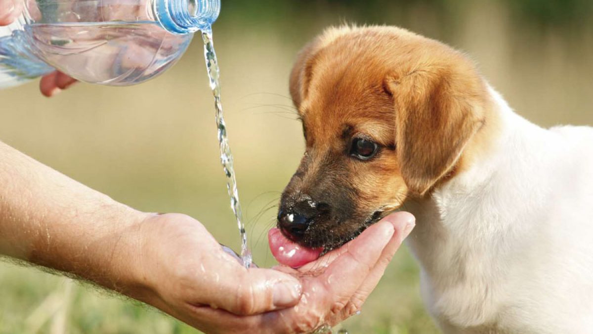 Mascotas-Calor