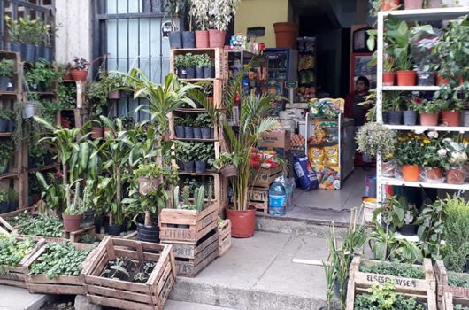 carbonilla vivero 900x450