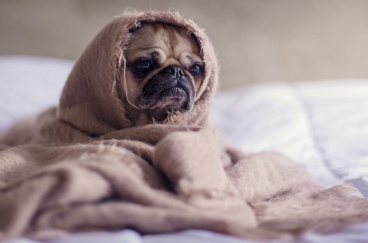 coronavirus y mascotas