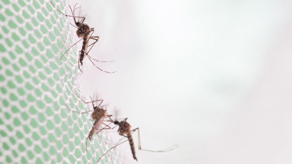 denegue-zika-chikungunya