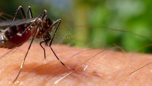 dengue-mosquito-aedes-aegypti-1024x629