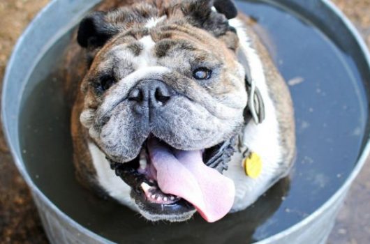 golpe-de-calor-750x375