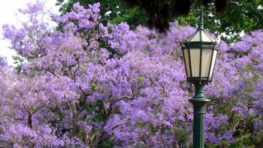 jacaranda-buenos-aires-4